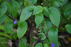 Rhynchoglossum notonianum